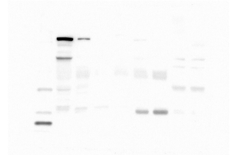 Mouse BAMBI/NMA Antibody AF2387