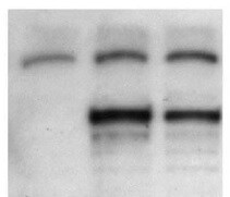 Mouse BAMBI/NMA Antibody AF2387