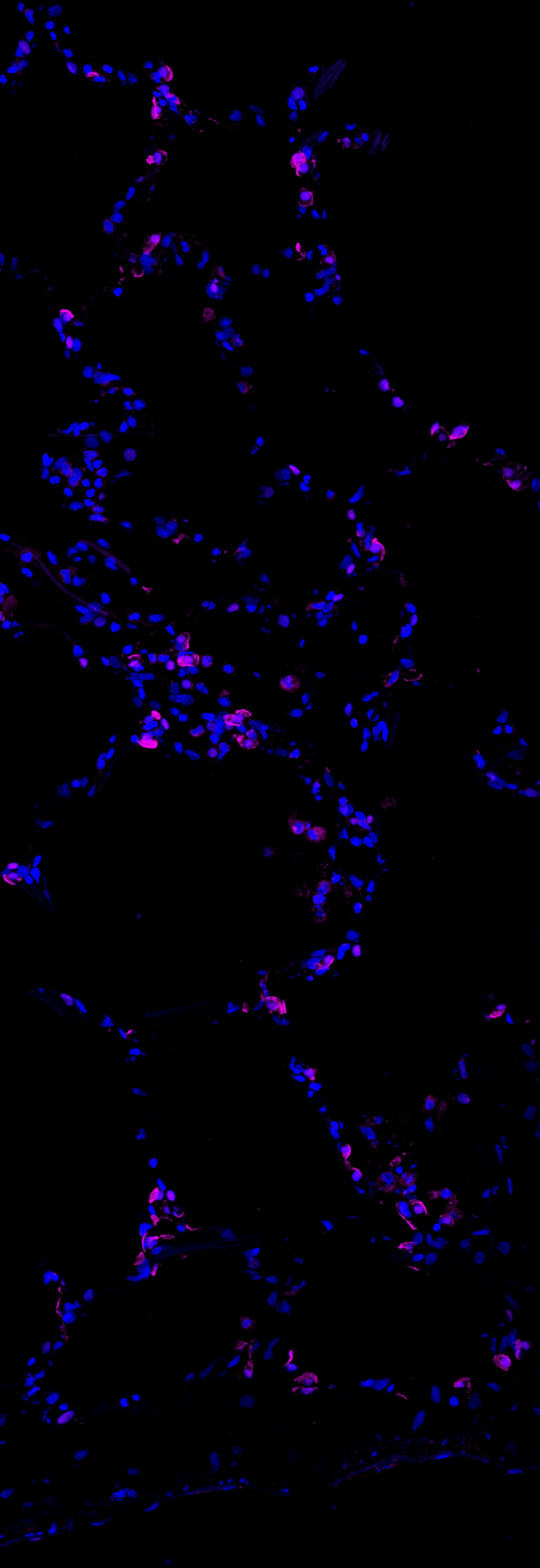 Human HNF‑3 beta /FoxA2 Antibody AF2400