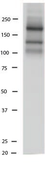 Human/Mouse NCAM‑1/CD56 Antibody AF2408