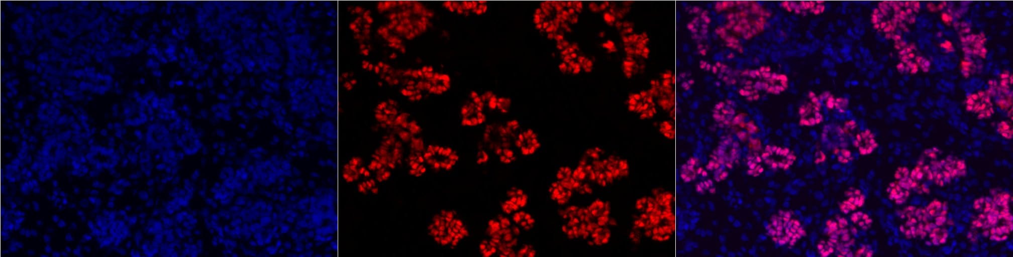 Human PDX‑1/IPF1 Antibody AF2419
