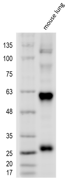 Mouse Dkk‑2 Antibody AF2435