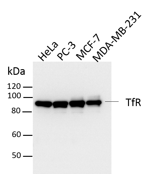 Human TfR (Transferrin R) Antibody AF2474