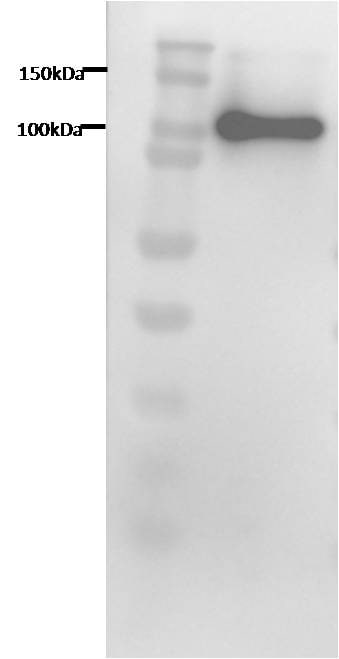 Human TfR (Transferrin R) Antibody AF2474