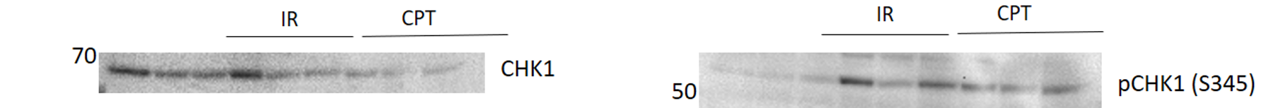 Human Phospho-Chk1 (S345) Antibody AF2475