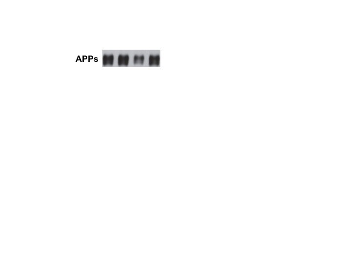 Human/Mouse Phospho-APP/Protease Nexin II (T668) Antibody AF2508