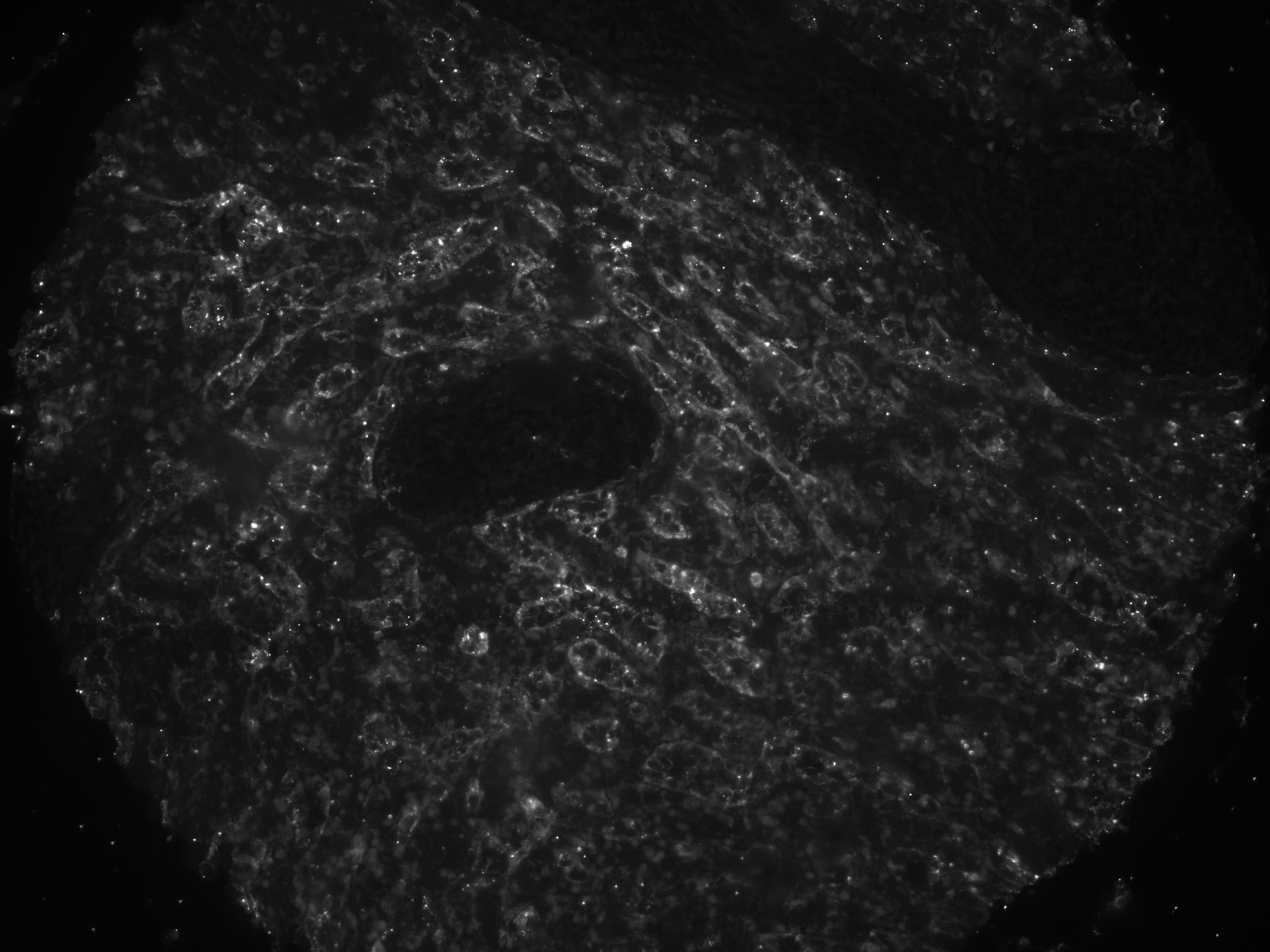 Human MMR/CD206 Antibody AF2534