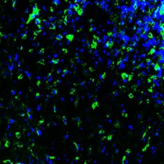 Mouse MMR/CD206 Antibody AF2535