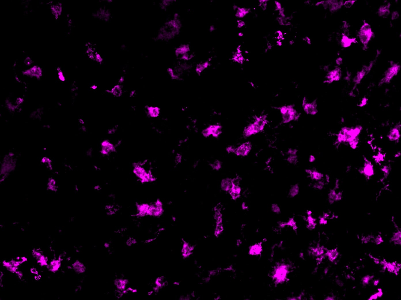 Mouse MMR/CD206 Antibody AF2535