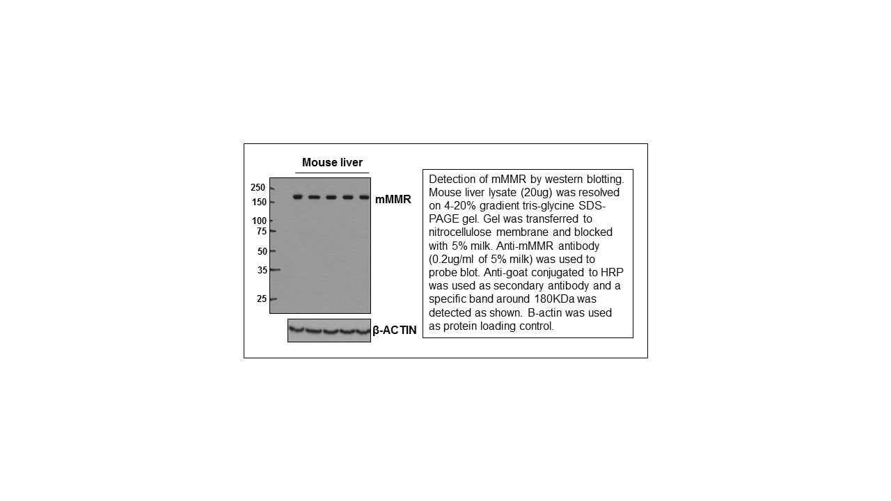 Mouse MMR/CD206 Antibody AF2535