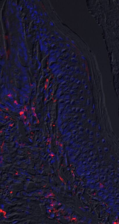Mouse MMR/CD206 Antibody AF2535
