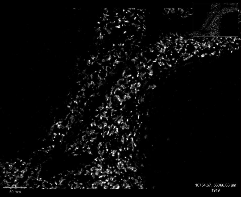 Mouse MMR/CD206 Antibody AF2535