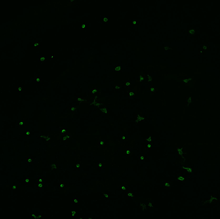 Mouse MMR/CD206 Antibody AF2535
