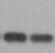 Human CXCL5/ENA‑78 Antibody AF254
