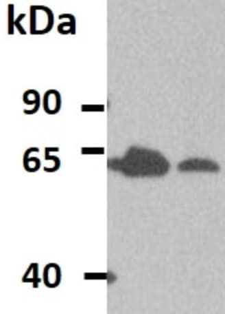 Human Osteoactivin/GPNMB Antibody AF2550