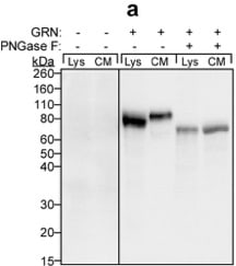 Mouse Progranulin/PGRN Antibody AF2557