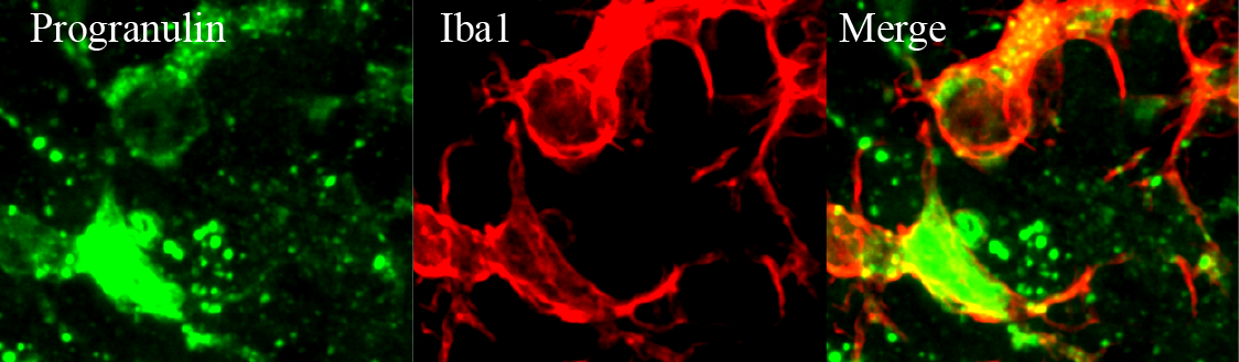 Mouse Progranulin/PGRN Antibody AF2557