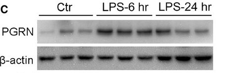 Mouse Progranulin/PGRN Antibody AF2557