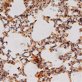 Mouse Progranulin/PGRN Antibody AF2557