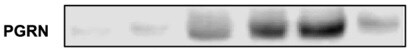 Mouse Progranulin/PGRN Antibody AF2557