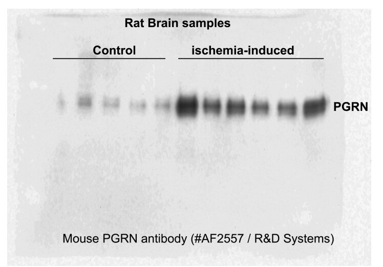Mouse Progranulin/PGRN Antibody AF2557