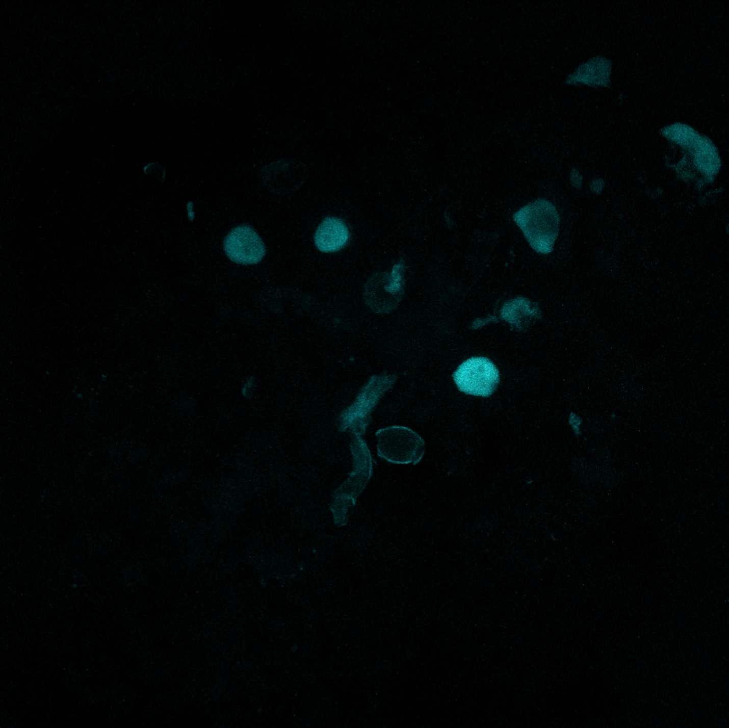Mouse Stella/Dppa3 Antibody AF2566