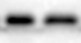 Mouse ASCL1/Mash1 Antibody AF2567