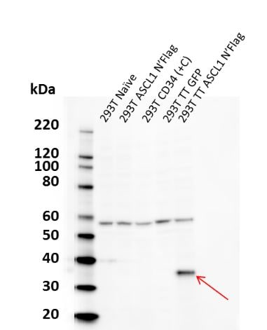 Mouse ASCL1/Mash1 Antibody AF2567