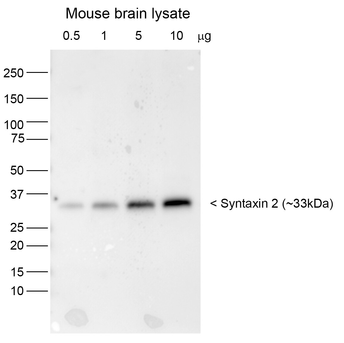 Mouse Epimorphin/Syntaxin 2 Antibody AF2568