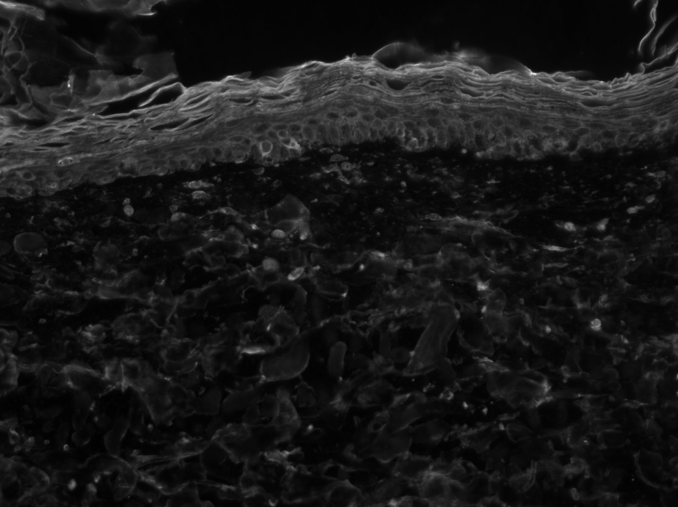Human Nidogen‑1/Entactin Antibody AF2570