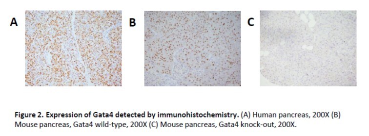 Human GATA‑4 Antibody AF2606