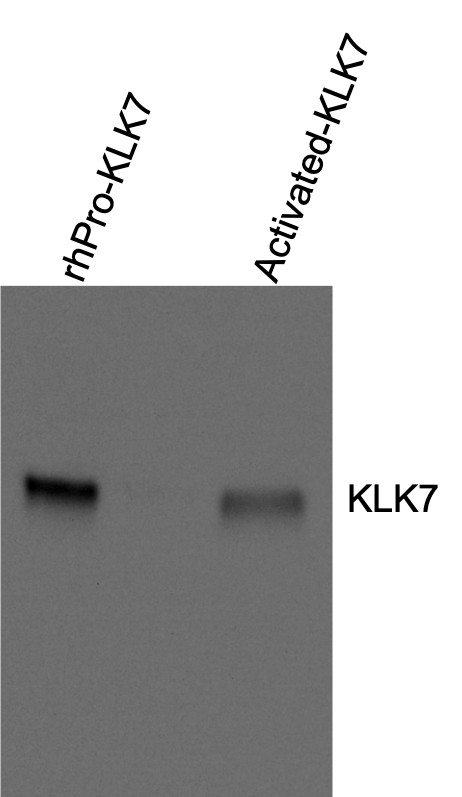 Human/Mouse Kallikrein 7 Antibody AF2624