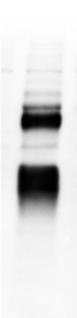 Human Kallikrein 13 Antibody AF2625