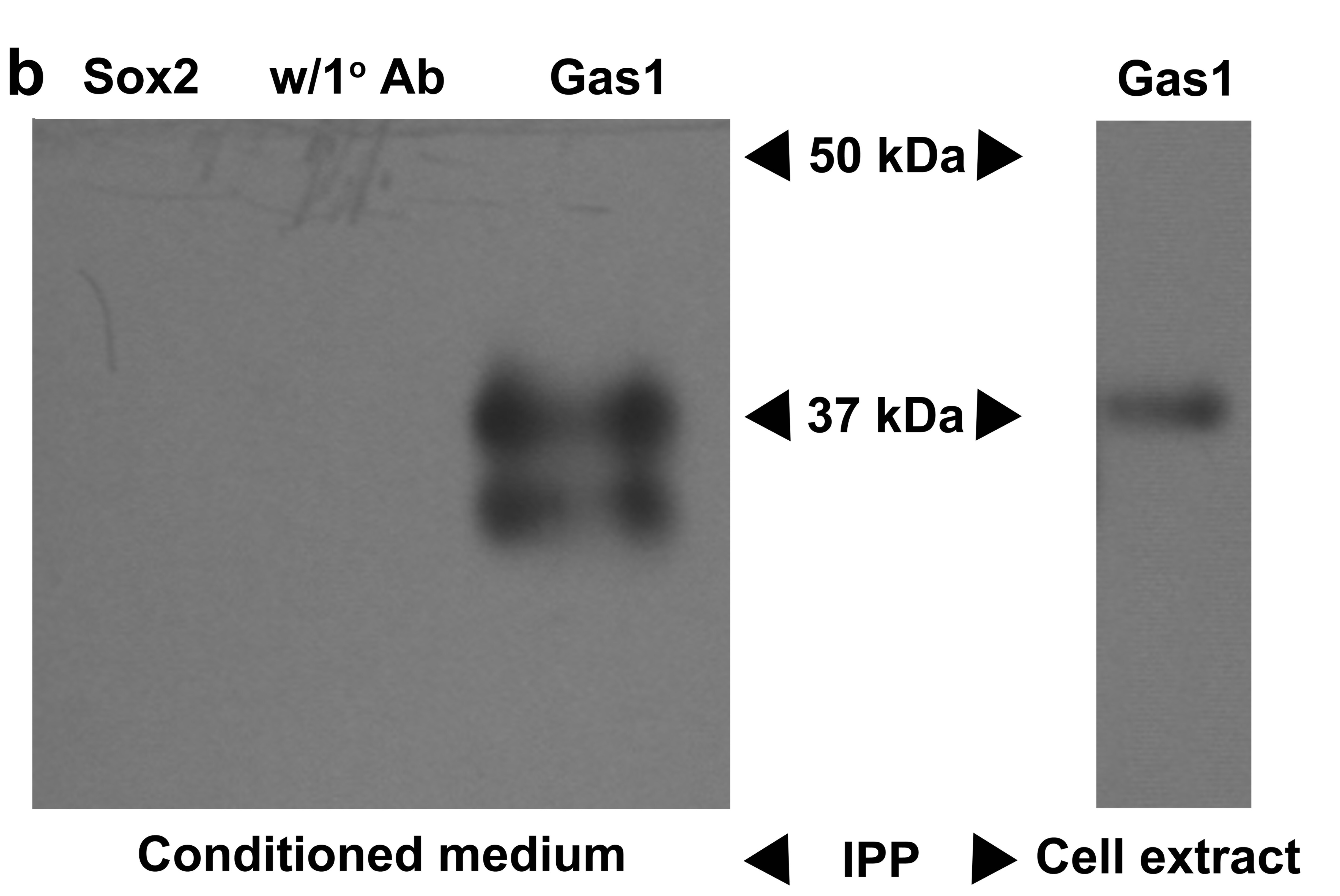 Mouse Gas1 Antibody AF2644