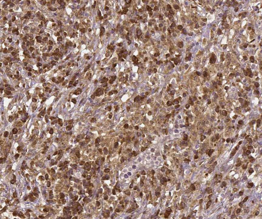 Mouse Gas1 Antibody AF2644