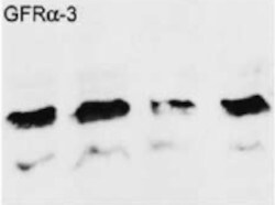 Mouse GFR alpha ‑3/GDNF R alpha ‑3 Antibody AF2645