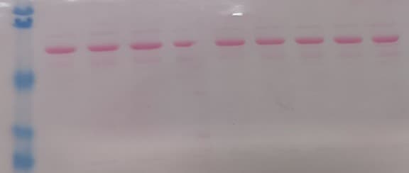 Mouse/Rat Complement Component C3d Antibody AF2655