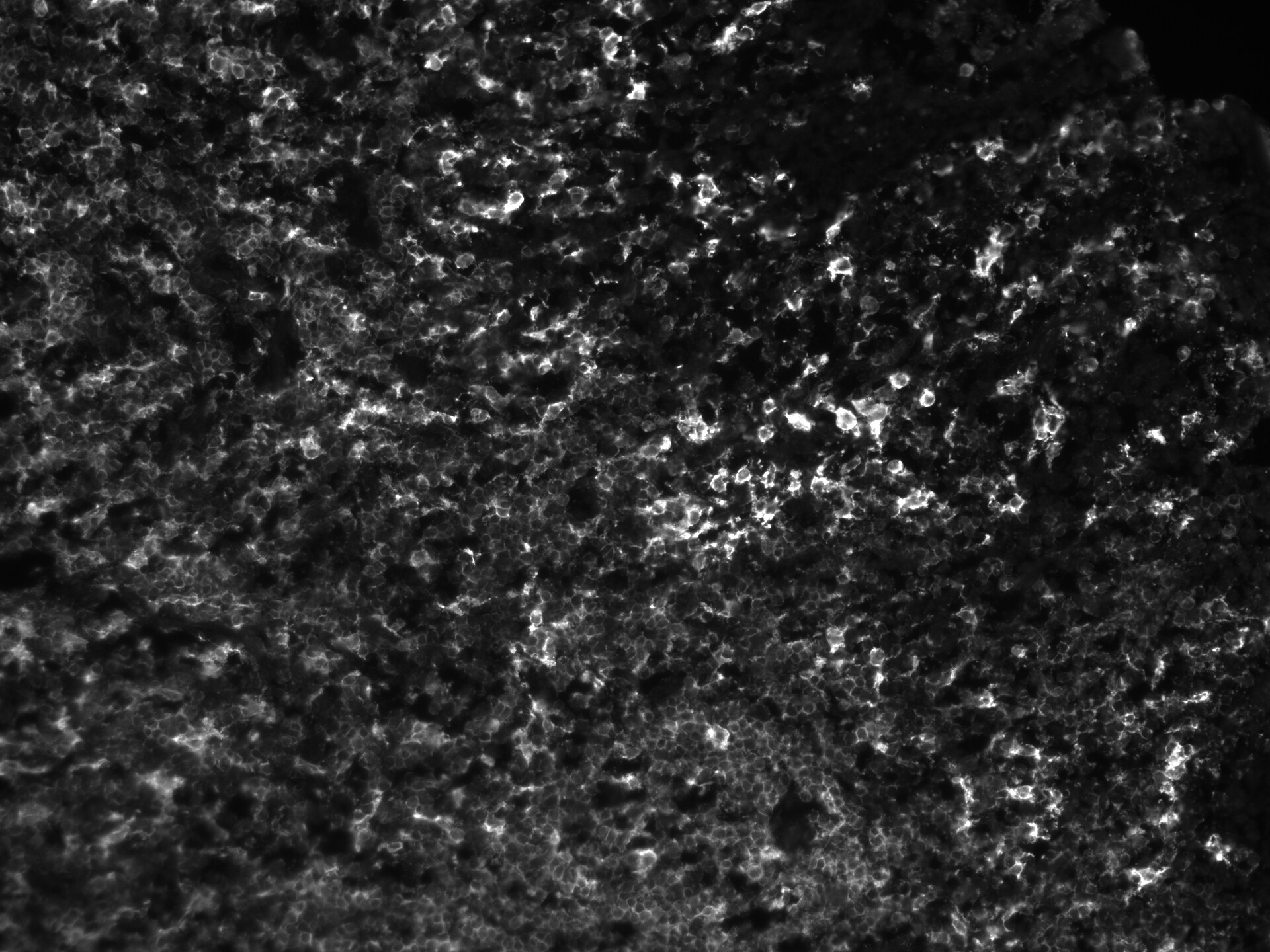 Human LAIR1 Antibody AF2664