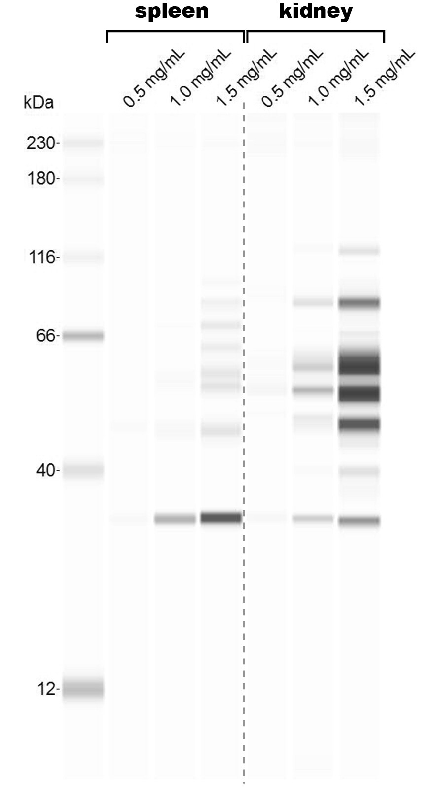 Human/Mouse 14‑3‑3 zeta  Antibody AF2669