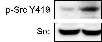 Human Phospho-Src (Y419) Antibody AF2685