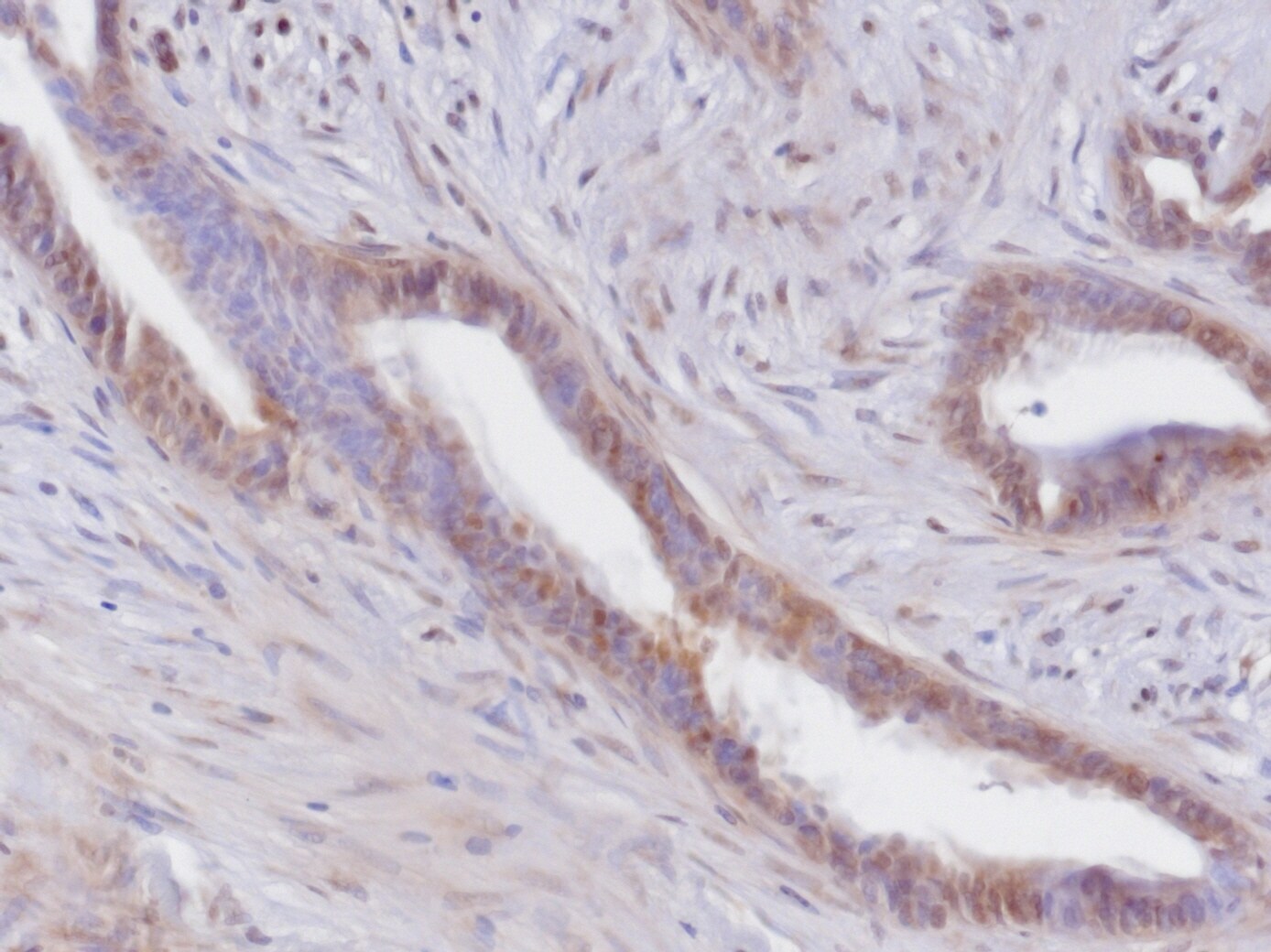 Mouse c‑Rel Antibody AF2699