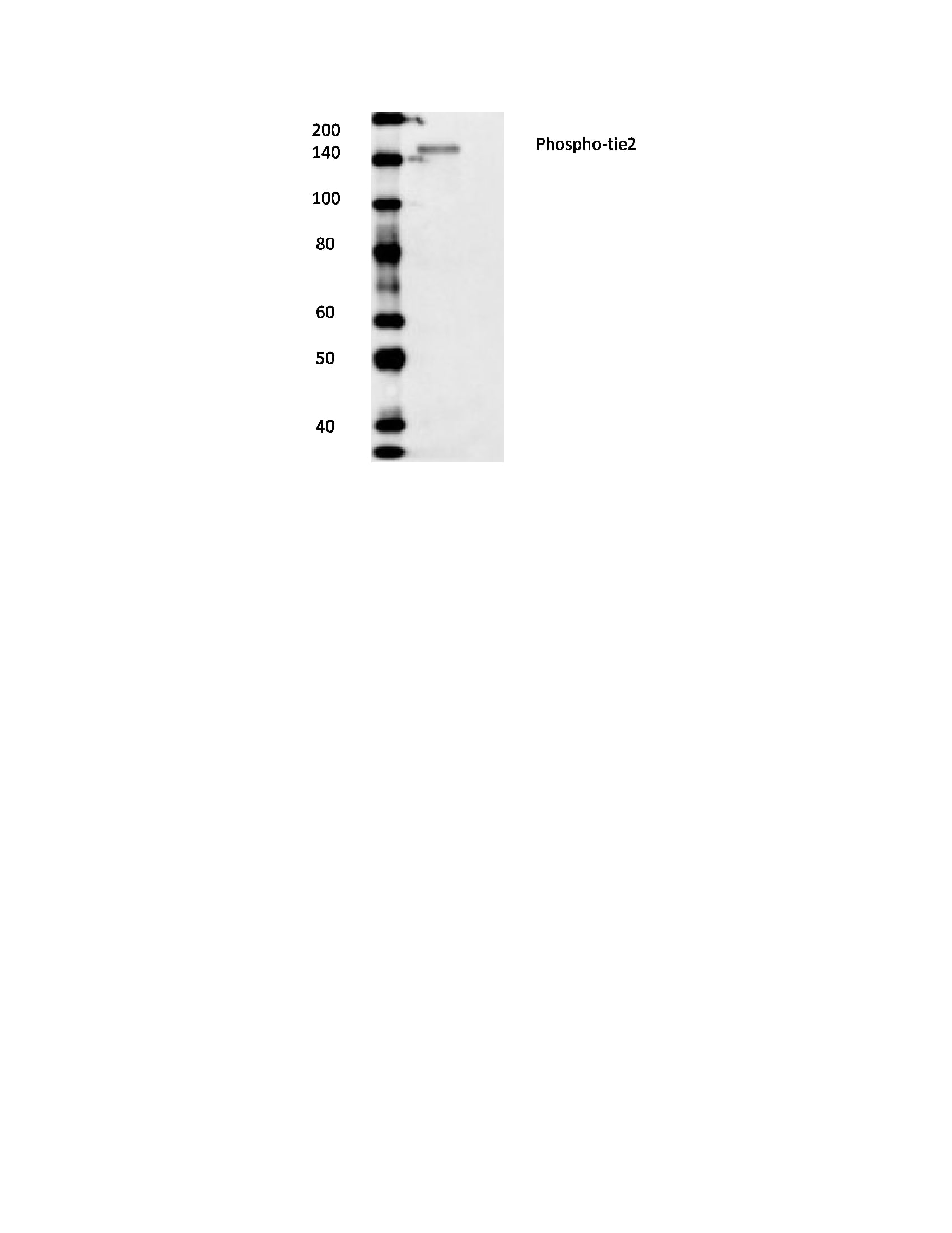 Human/Mouse Phospho-Tie‑2 (Y992) Antibody AF2720