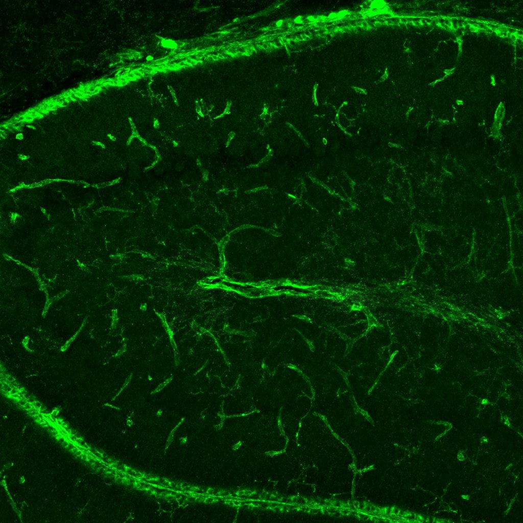 Human/Mouse Phospho-Tie‑2 (Y992) Antibody AF2720