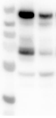 Human/Mouse Phospho-Tie‑2 (Y992) Antibody AF2720
