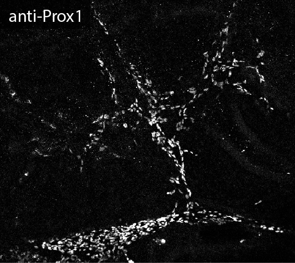 Human Prox1 Antibody AF2727