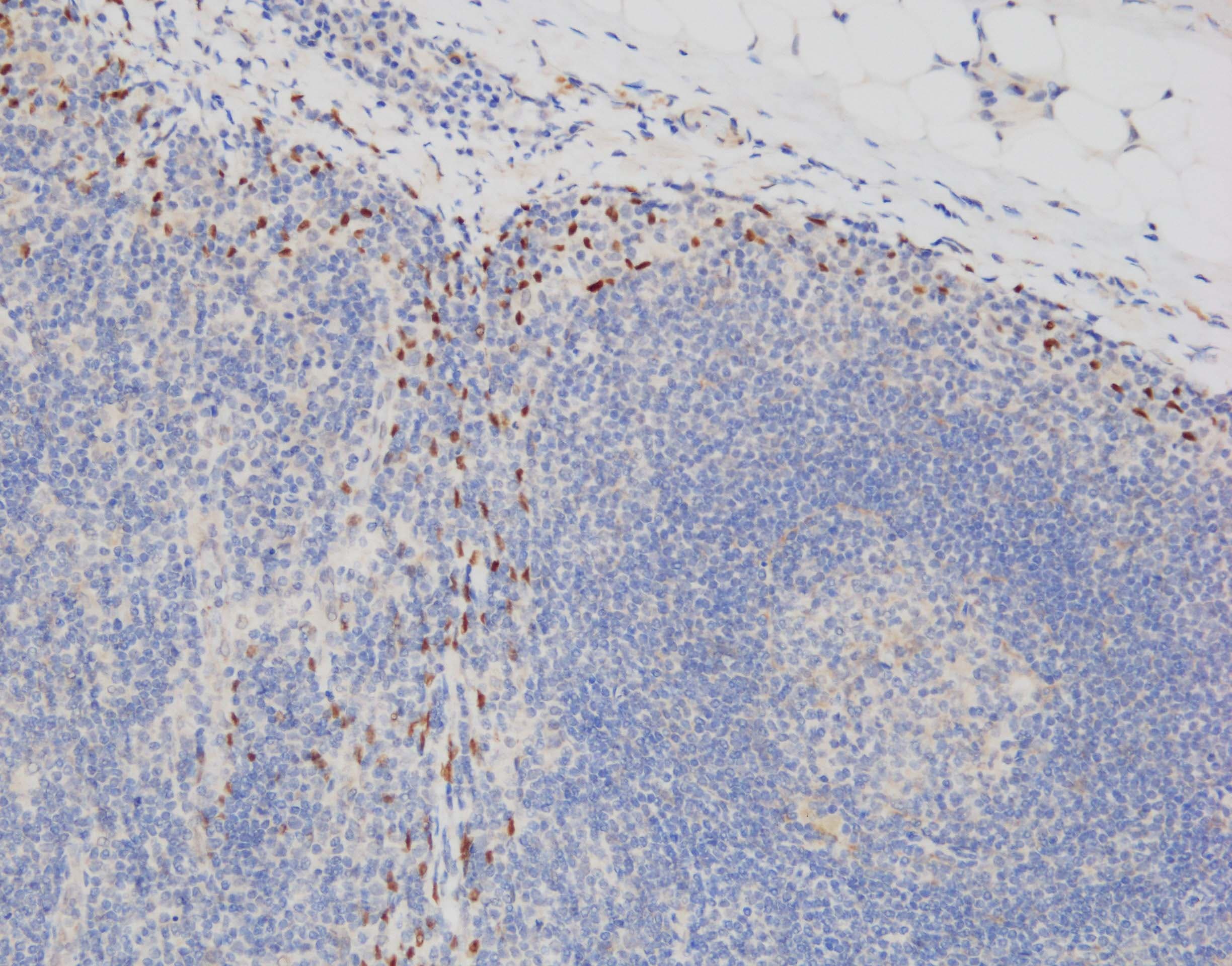 Human Prox1 Antibody AF2727