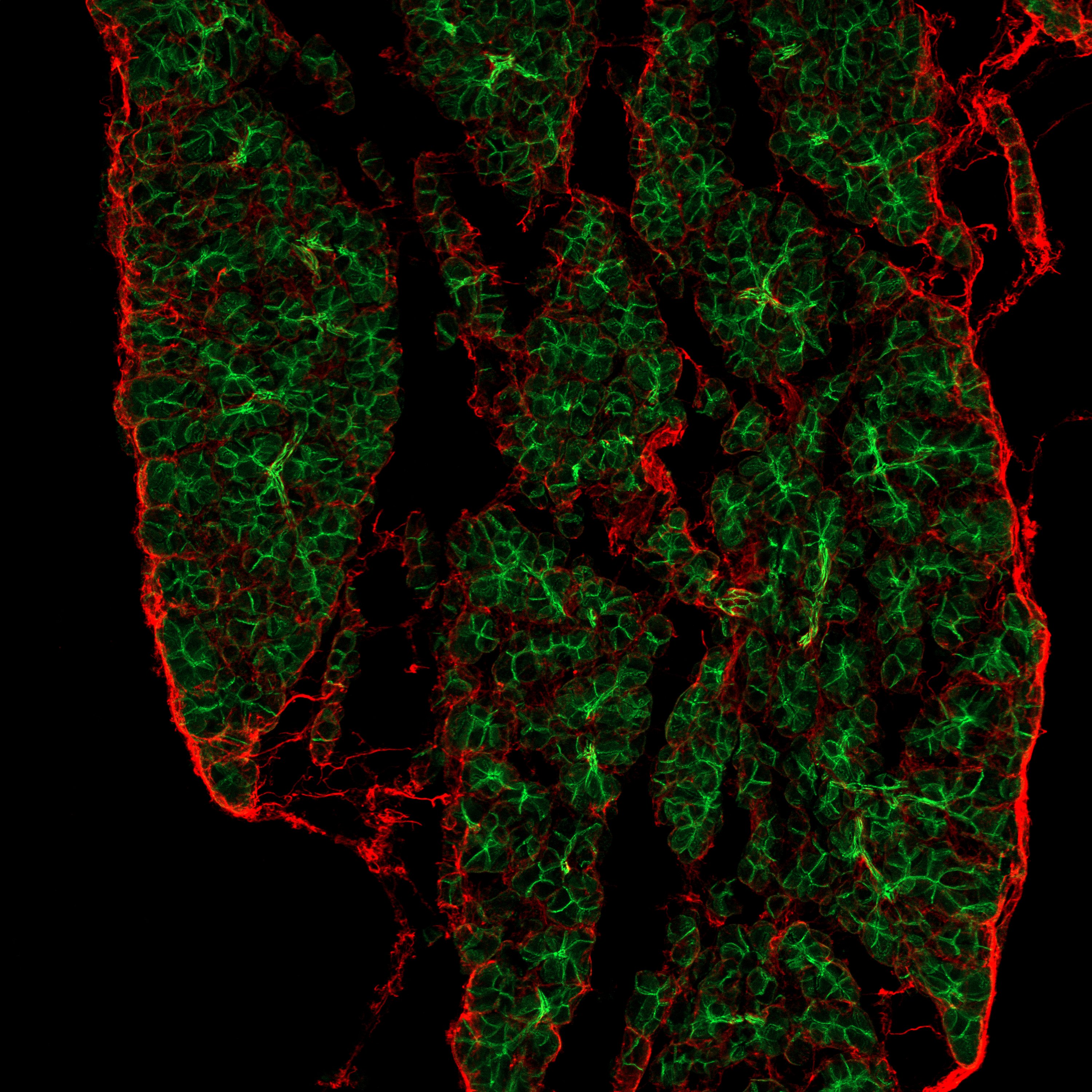 Mouse Lumican Antibody AF2745