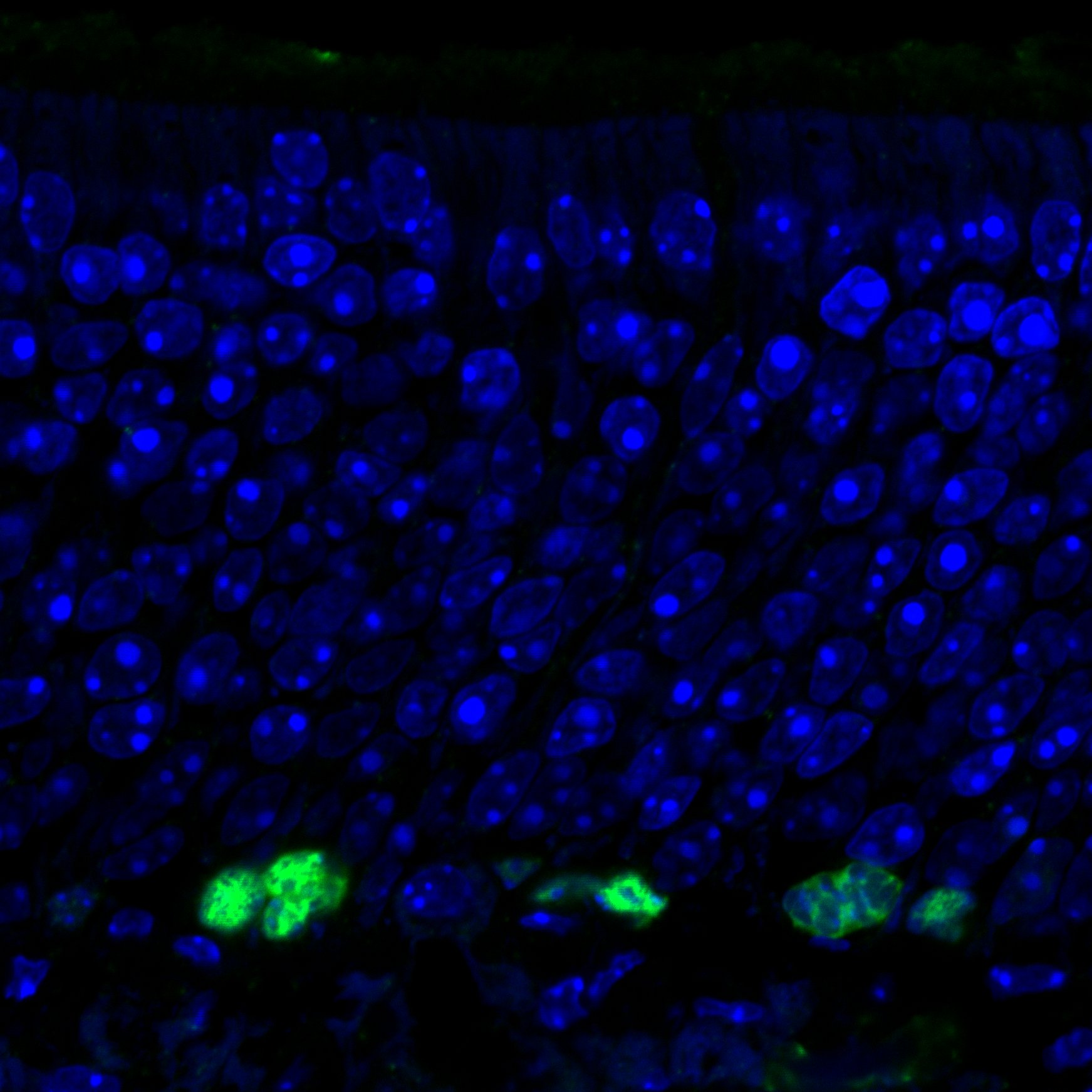 Human/Mouse NeuroD1 Antibody AF2746