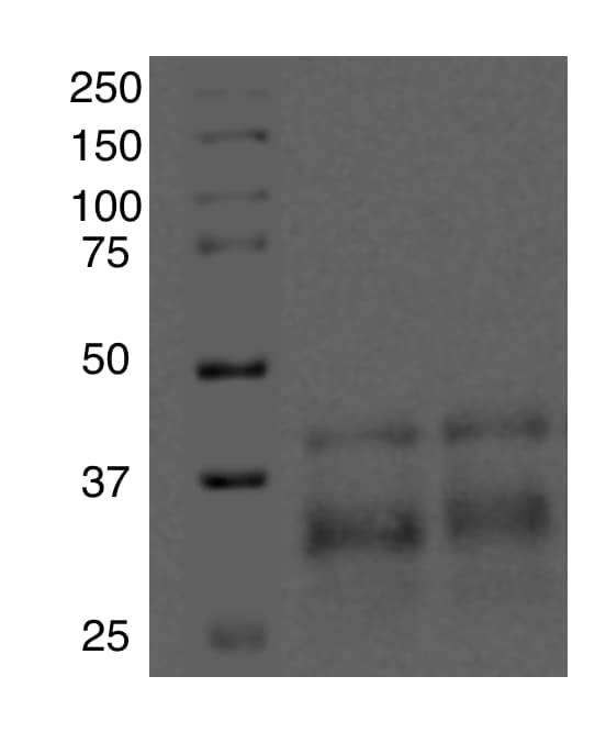 Mouse Clusterin Antibody AF2747