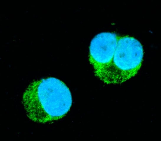 Human CXCL1/GRO alpha /KC/CINC‑1 Antibody AF275
